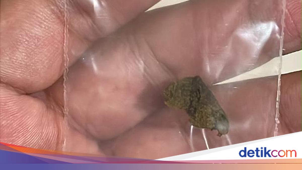 WN Rusia Bawa 7,8 Kg Hashish dari Thailand, Hendak Diedarkan di Bali