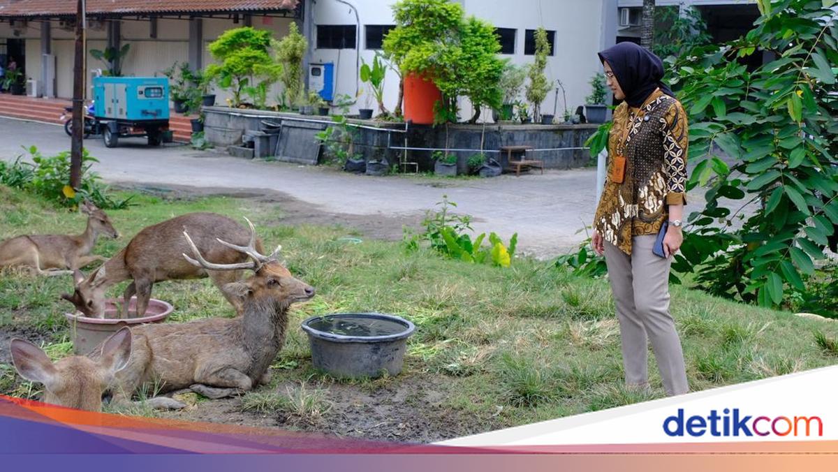 Viral Rusa di Taman Sriwedari Solo Mengais Makan di Tempat Sampah