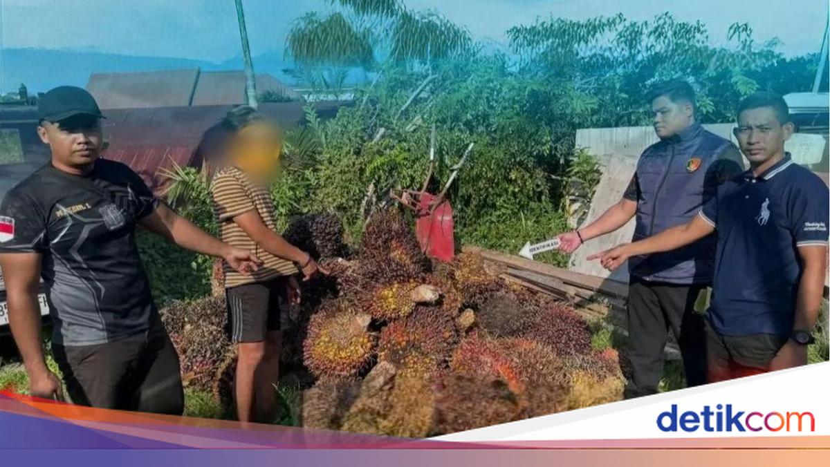 Pria di Kotim Ketahuan Maling Sawit gegara Tertidur Pulas Usai Beraksi