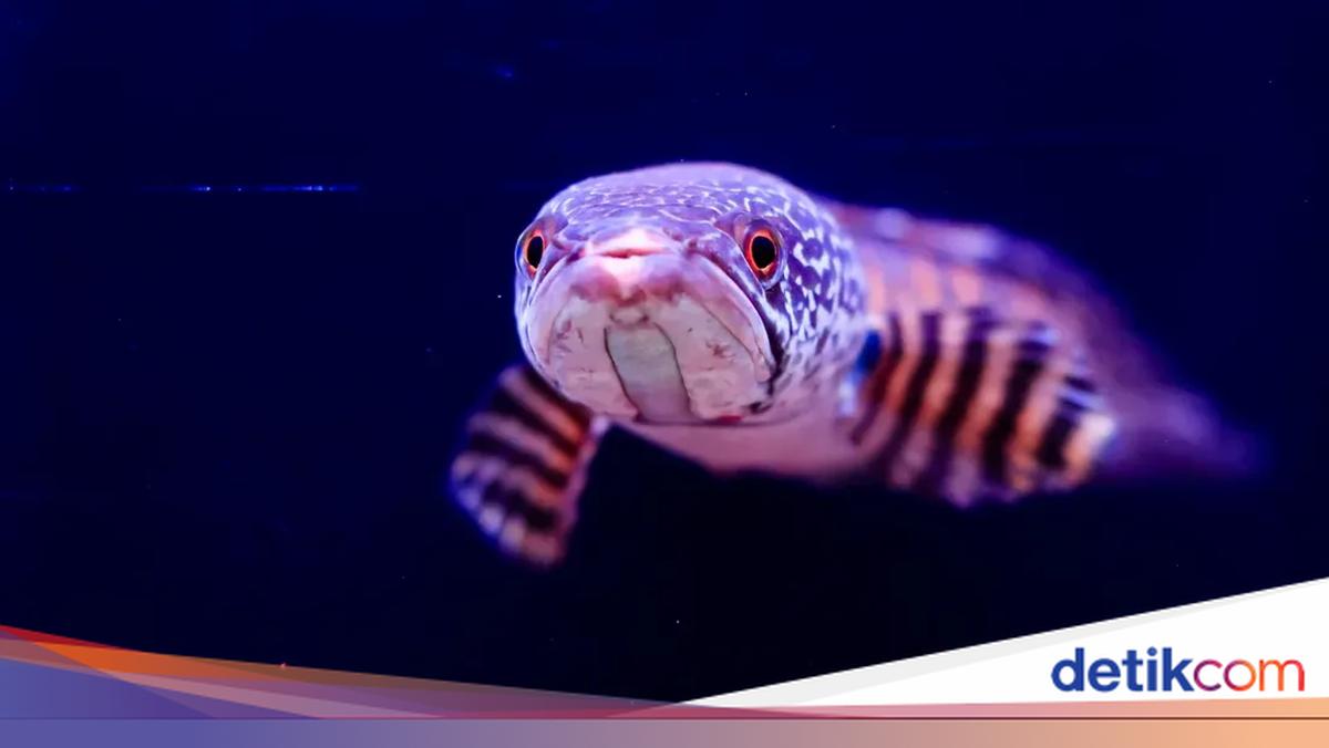 Ikan Gabus Raksasa Serang Manusia, Gigitan dan Tabrakannya Berbahaya