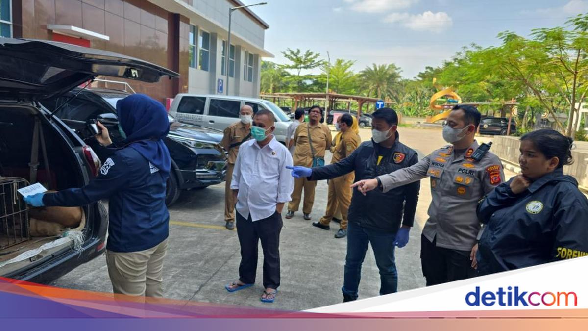 4 Anjing Pemburu Mati dalam Mobil Setelah Serang Bocah Bogor hingga Tewas