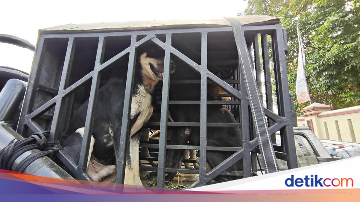 Terungkap, Bocah Bogor Tewas Usai Diserang 4 Ekor Anjing Pemburu