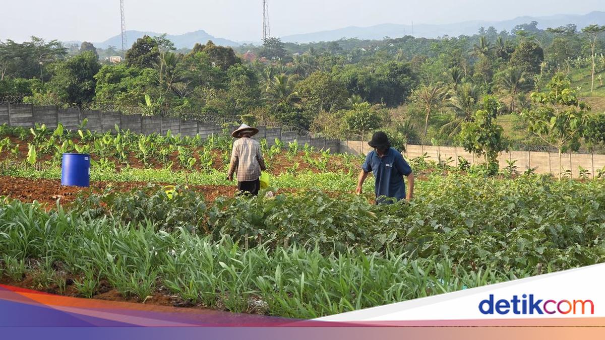 Melihat Hasil Kebun Napi Lapas Warungkiara Dipasarkan hingga Tangerang