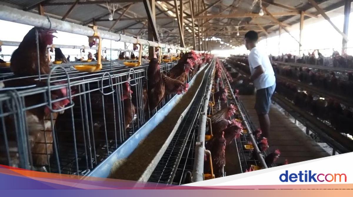 Danantara Biayai Proyek Hilirisasi Ayam Rp 5 Triliun