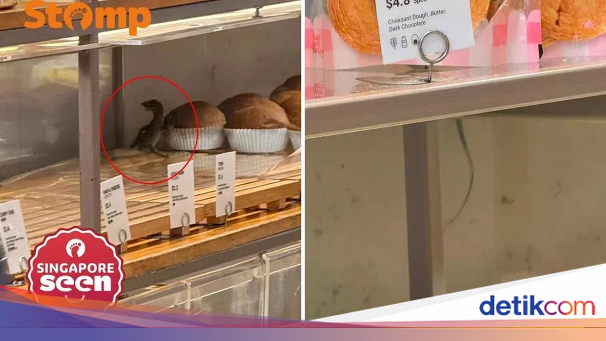 Biawak Masuk Toko Roti, Pelanggan Nekat Menangkapnya Pakai Capit!