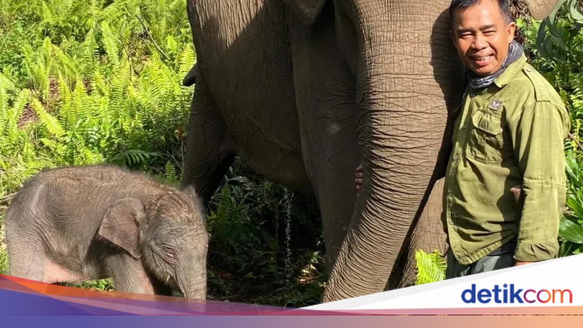 Menhut Sambut Kelahiran Adik Domang, Harapan Baru bagi Gajah Sumatera