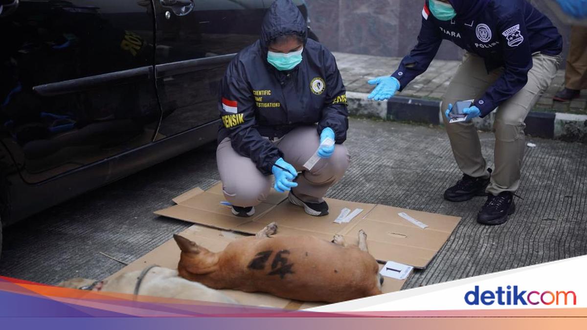 Keempat anjing pemburu yang menewaskan bocah 9 tah