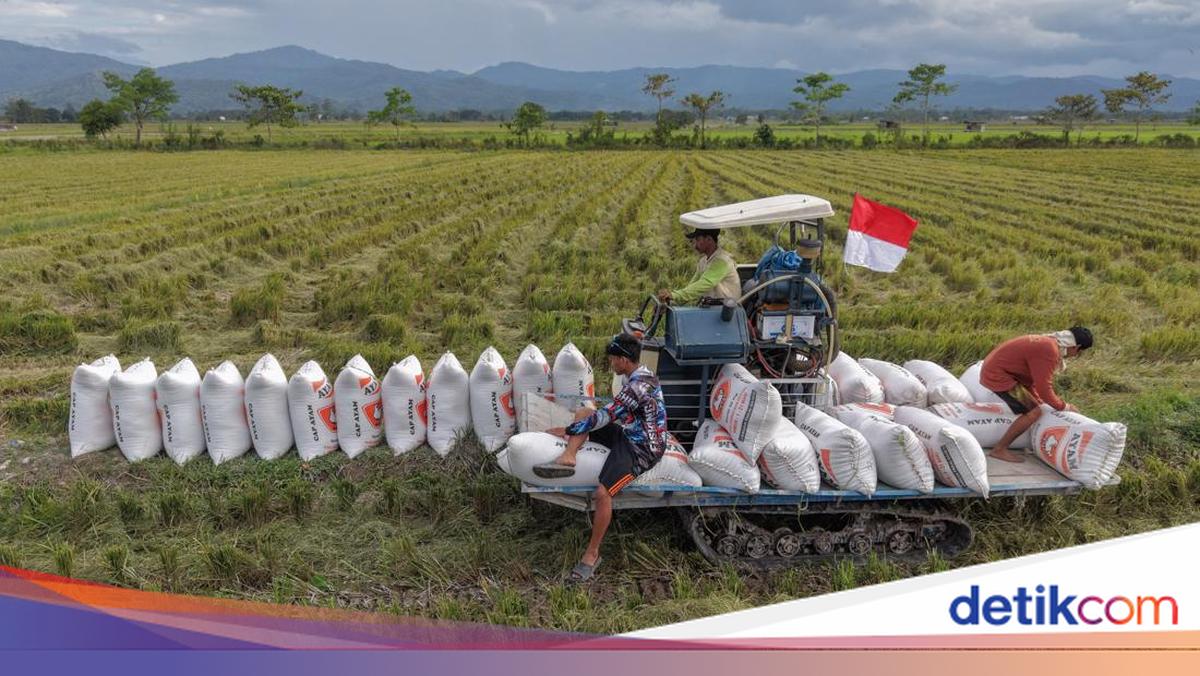 Kerja Keras Petani Dorong Ketahanan Pangan Nasional