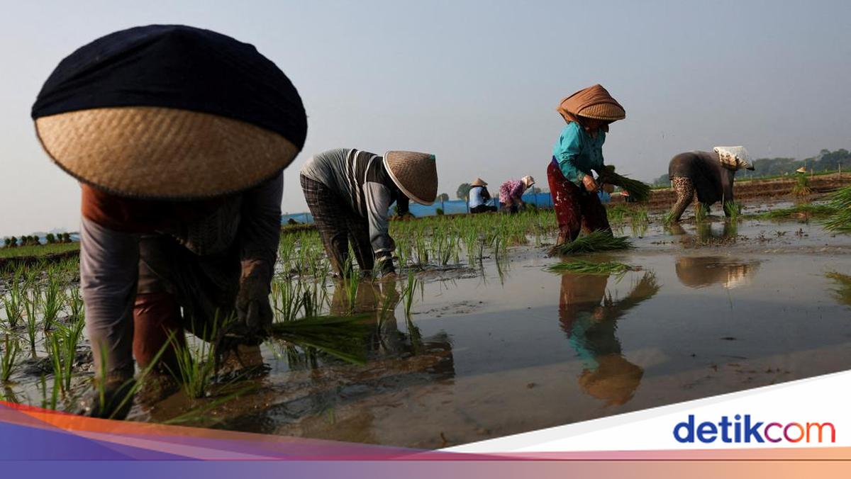 Petani Cirebon Bertahan di Tengah Ancaman Kekeringan El Nino