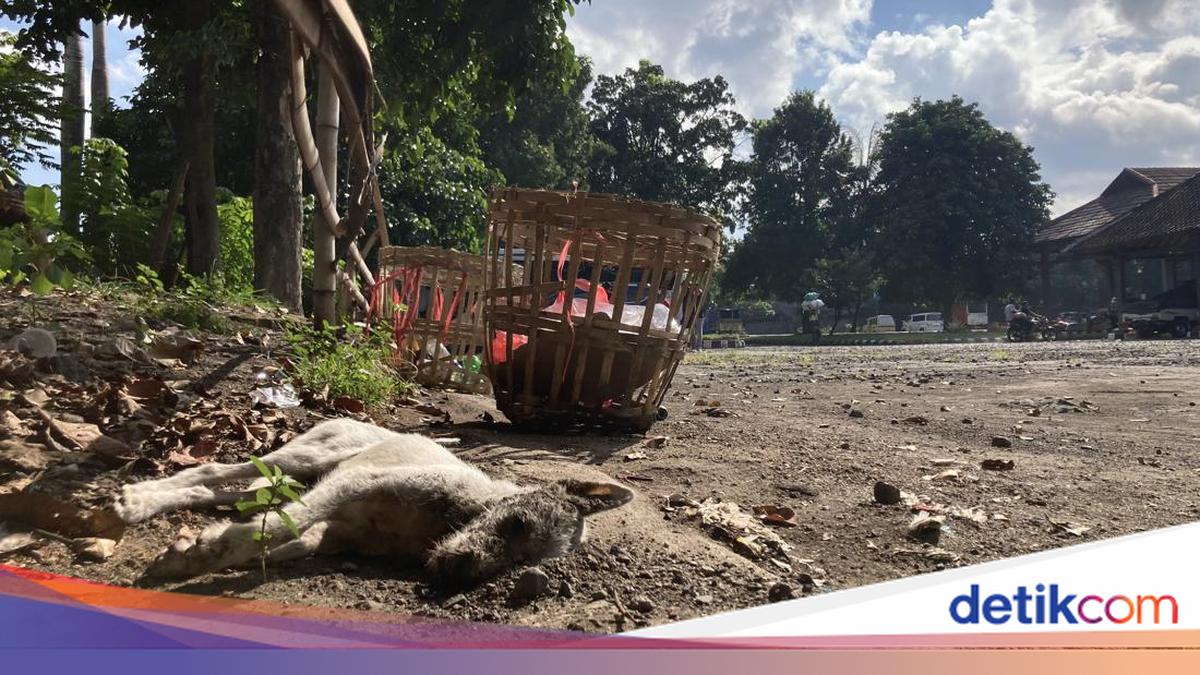 Dog Attacks Vegetable Vendor in Klungkung Market-Killed on the Spot