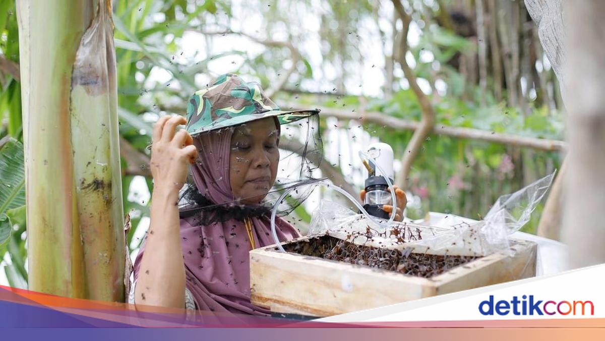 Program SLV Bangun Model Desa Berkelanjutan dari Madu Trigona