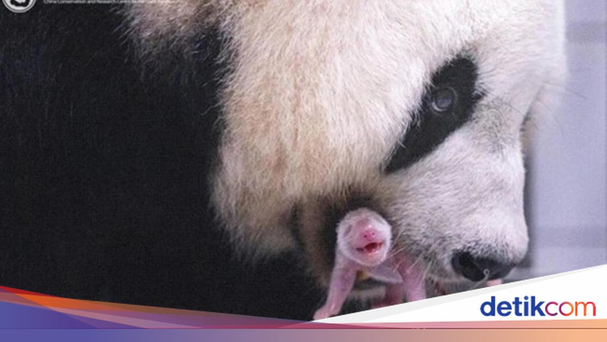 Keajaiban Reproduksi Panda: Kolaborasi Internasional dalam Konservasi Satwa