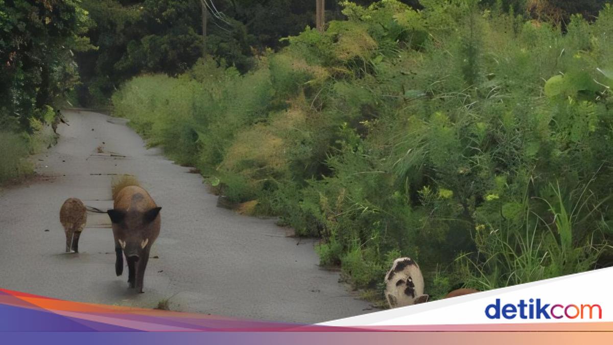 Temuan Unik Setelah Bencana Nuklir: Babi Domestik dan Babi Hutan Kawin ...