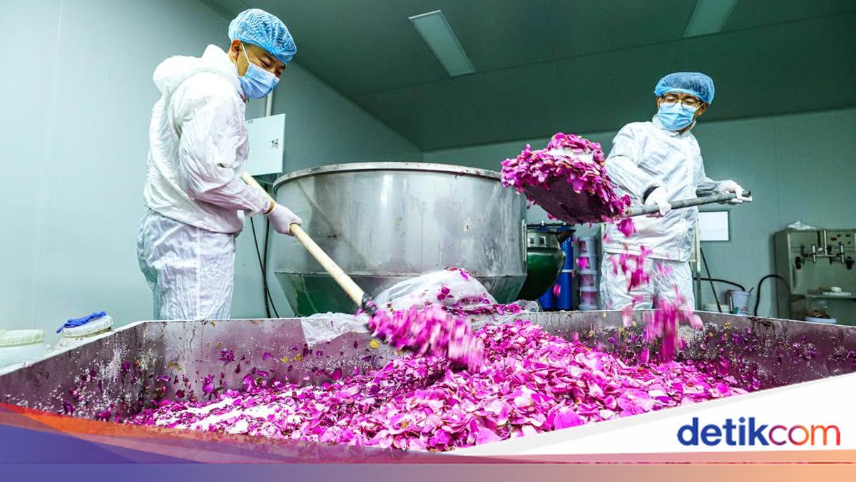 Industri Pengolahan Mawar Berkembang di Gansu
