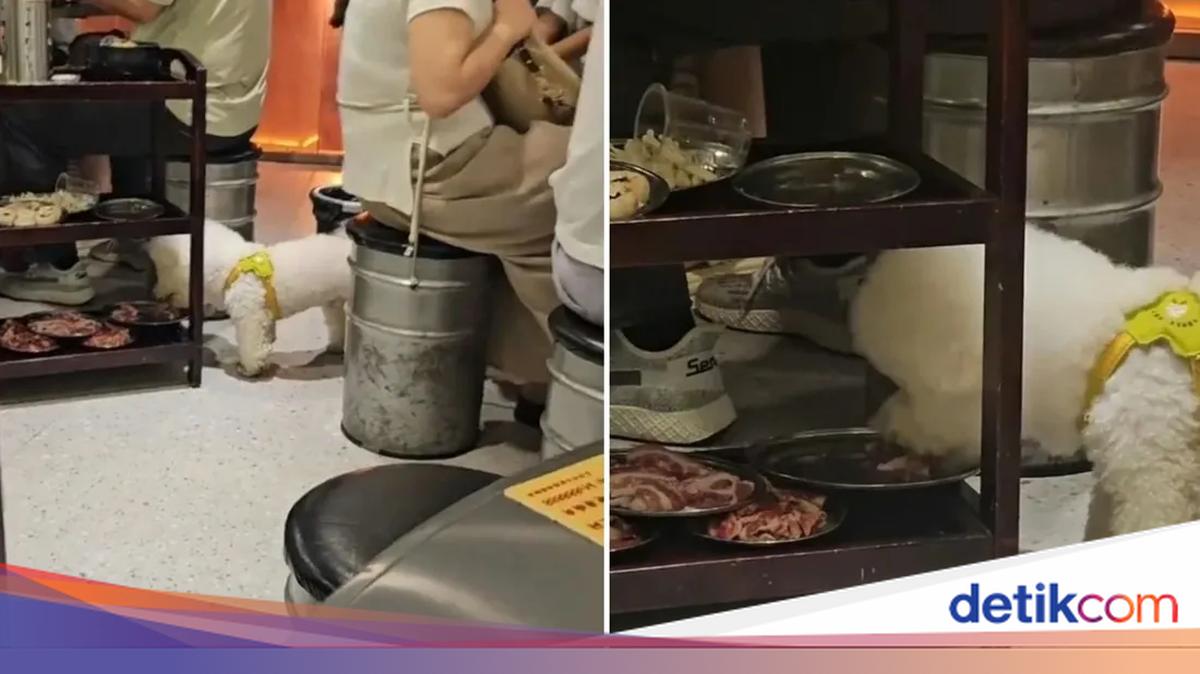 Viral Anjing Lahap Daging BBQ Pelanggan, Restoran Langsung Tutup Sehari
