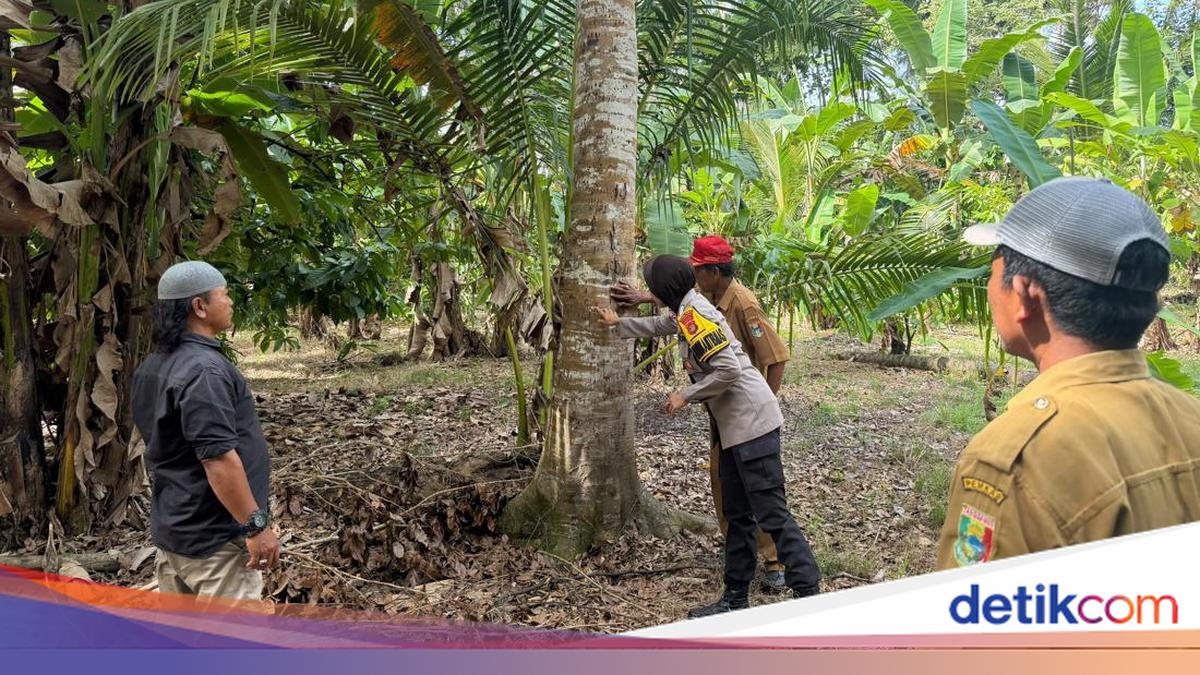 Petani di Lampung Dibuat Panik gegara Beruang Masuk Kebun