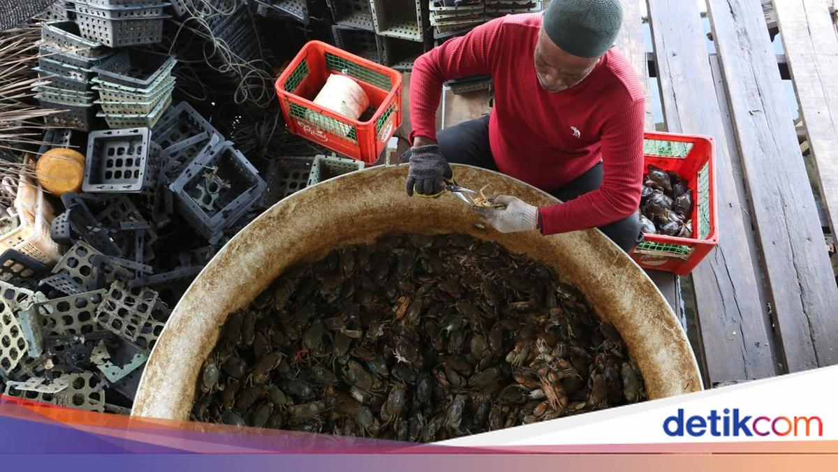 Krisis Bibit Hambat Budi Daya Kepiting Soka