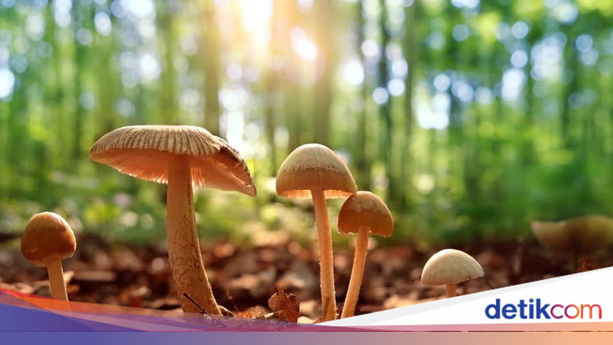 Makan Jamur Liar, Pria Ini Halusinasi dan Nyaris Jatuh dari Lantai 27!