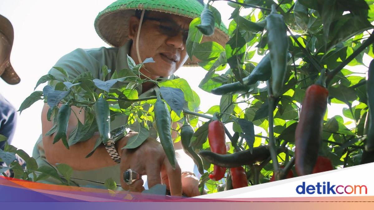 KDKMP Lengkong Gasak Cuan Rp5 Miliar Setahun dari Budidaya Cabai