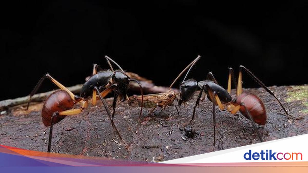 Semut Gajah Kalimantan, Semut Terbesar di Dunia yang Jadi Incaran Kolektor