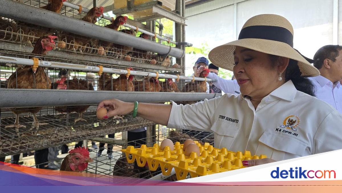 Momen Titiek Soeharto Panen Telur Ayam di Peternakan Lapas Terbuka Nusakambangan