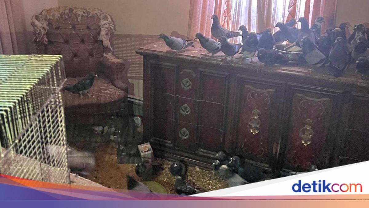 Nearly 200 Neglected Pigeons Rescued from Filthy Pennsylvania Home