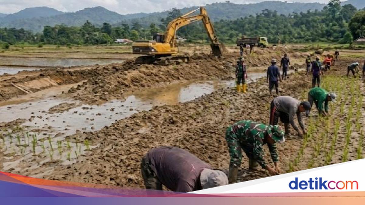 Satgas PRR Dorong Akselerasi Pemulihan Sektor Pertanian di Sumatera