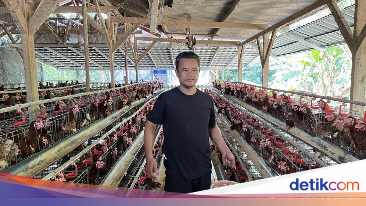 Dari Modal Nol, Nirin Dibantu BRI Kini Jadi Penggerak Usaha Ayam Petelur