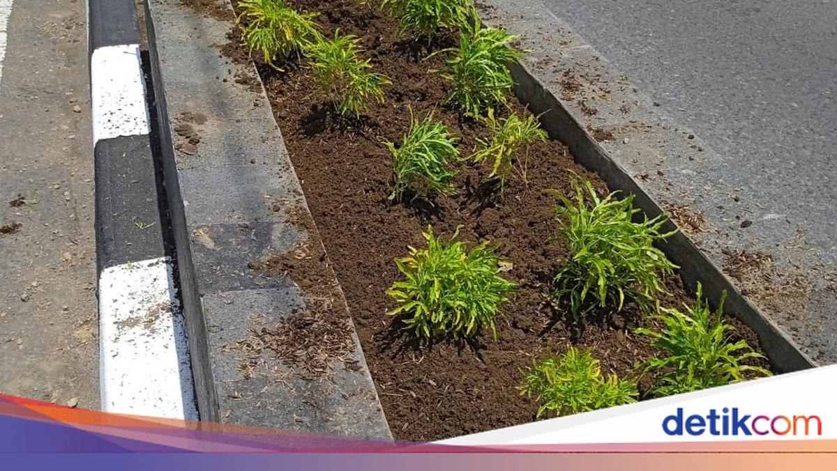 Tanaman Hias di Pembatas Jalan Sleman Kerap Dicuri, Pelaku Sulit Dicari