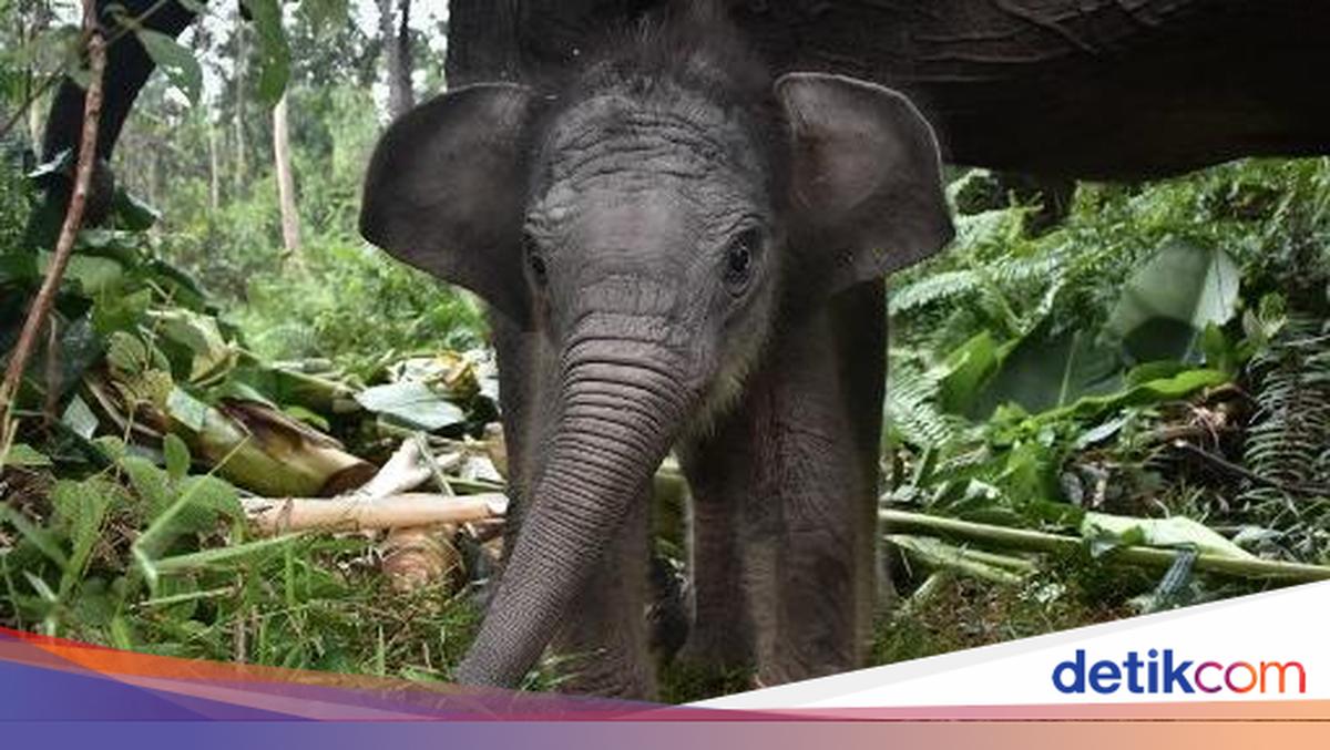 Penerbitan Inpres Dinilai Jadi Tonggak Penting buat Konservasi Gajah