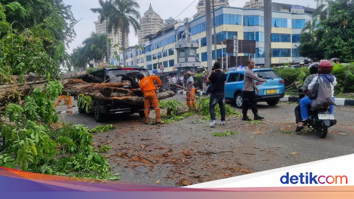 Pohon Pumbang Timpa Mercy dan Taksi di Kelapa Gading, 2 Pengemudi Terluka