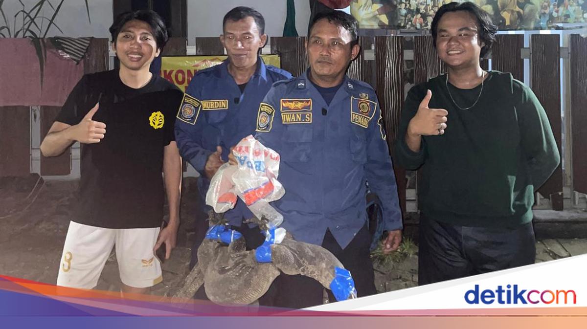 Biawak Masuk Rumah Warga di Bogor, Damkar Turun Tangan Evakuasi