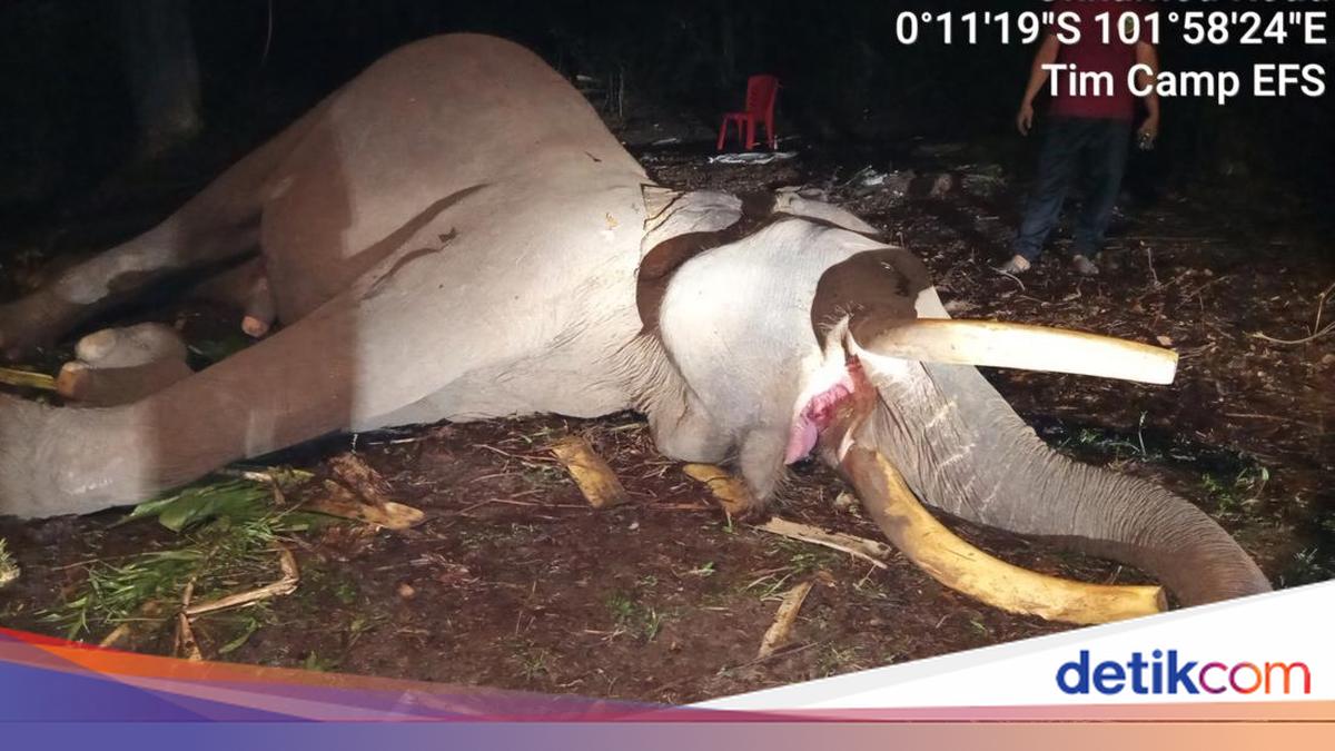 Kronologi Kematian Kapten Indro Sang Gajah Penjaga Konflik Tesso Nilo