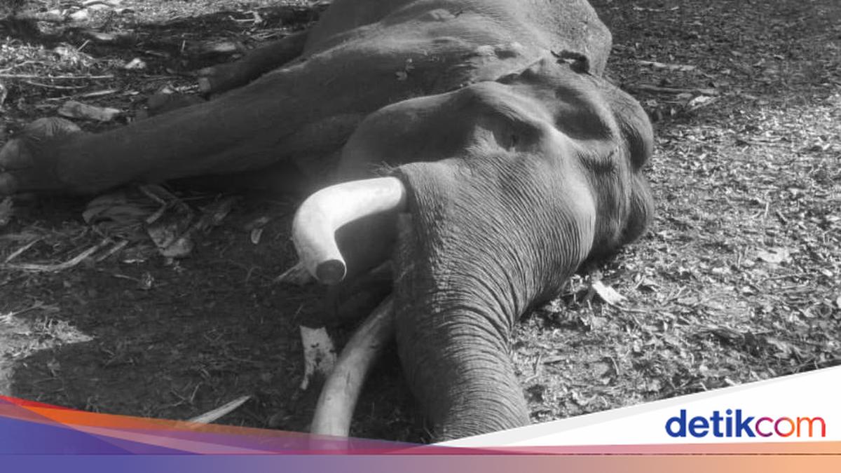 Ini Penyebab Kematian Gajah Indro yang Berusia 45 Tahun di TNTN