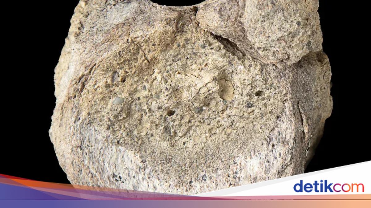 Disimpan di Laci Puluhan Tahun, Fosil Ini Ternyata Sangat Berharga
