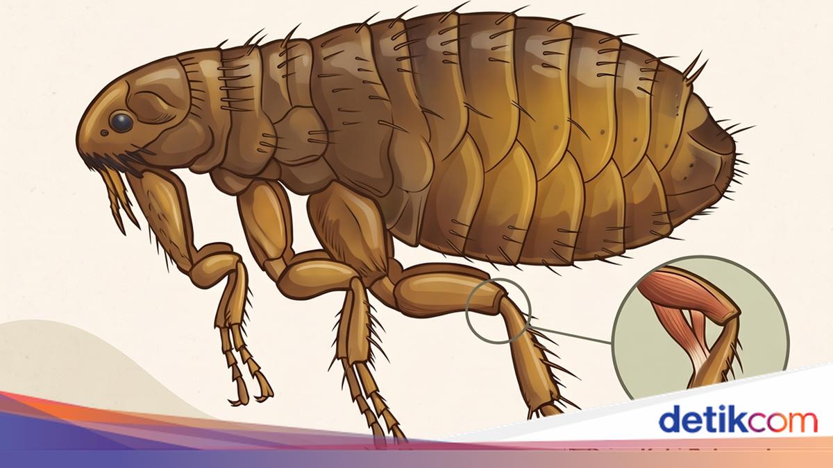 Infografis: Pinjal Beda dengan Kutu, Bahaya bagi Manusia?