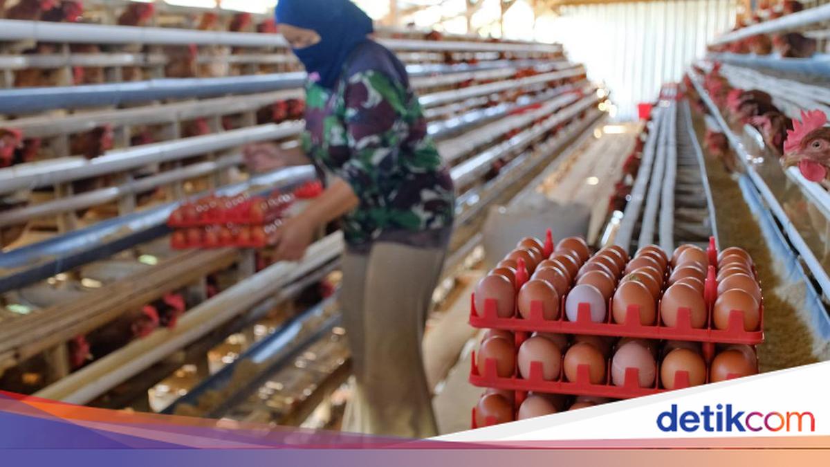 Pemerintah Janji Jaga Harga Pakan, Minta Dapur MBG Serap Telur Peternak