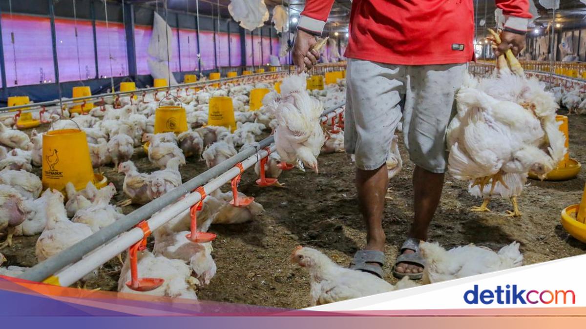 Ayam di Pasar Rp 40.000/Kg, Harga di Kandang Cuma Segini