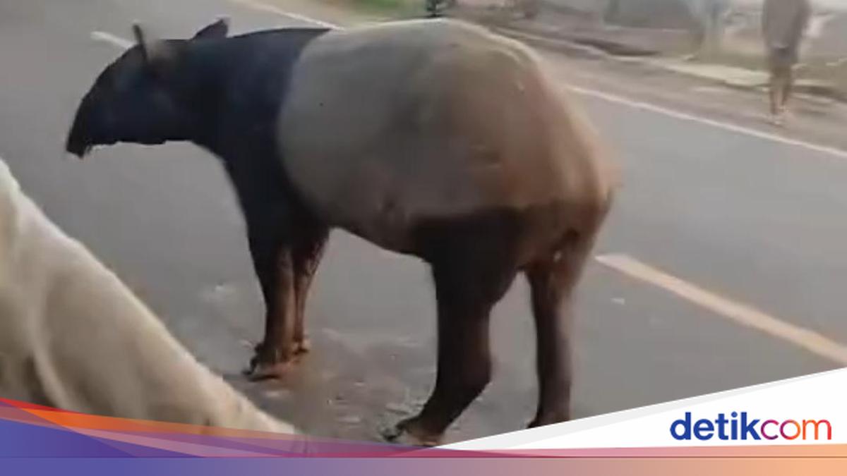 Viral Tapir Keliaran di Jalinsum Lampung, BKSDA Cek Lokasi