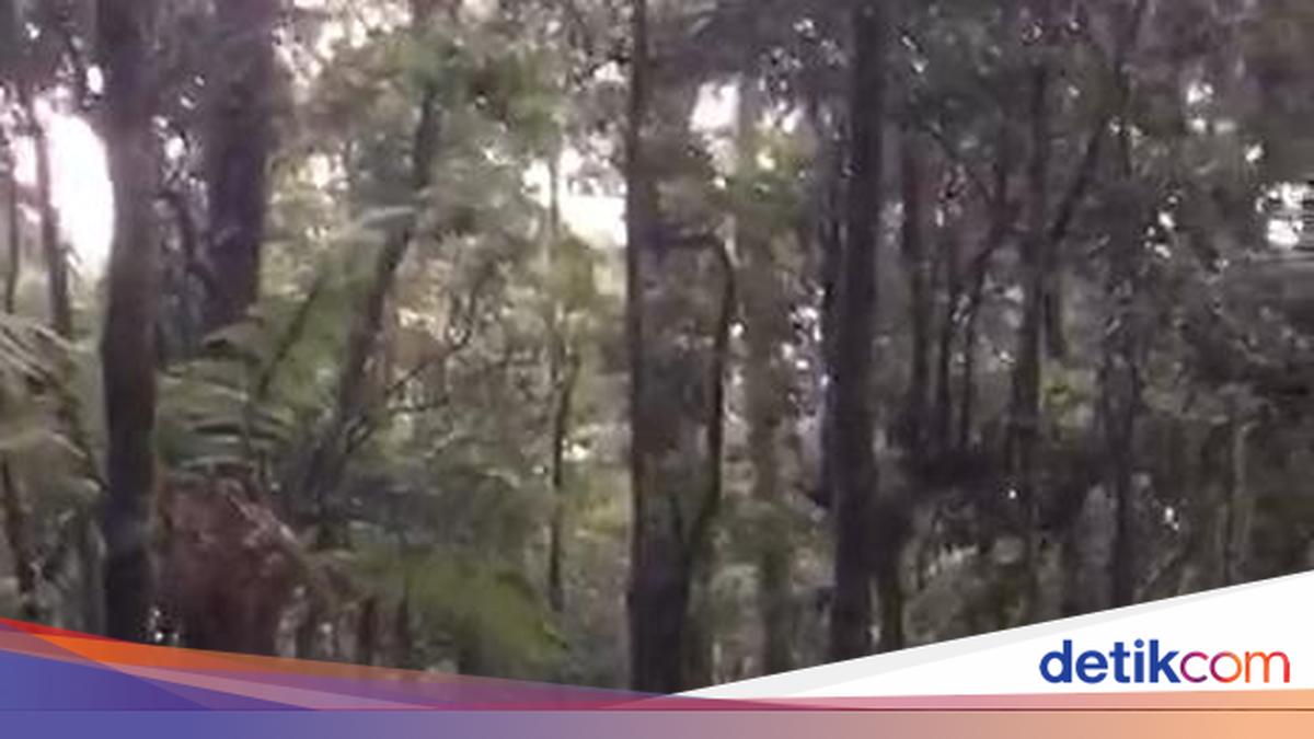 Pendaki Berbobot 145 Kg Alami Keram di Gunung Gede, Evakuasinya Dramatis