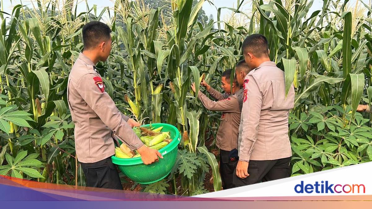 Dukung Ketahanan Pangan, Brimob Polda Metro Panen Jagung untuk Masyarakat