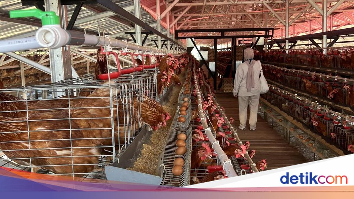 Napi di Lapas Ciangir Dilatih Urus Ternak, Produknya Sampai Disuplai ke Hotel