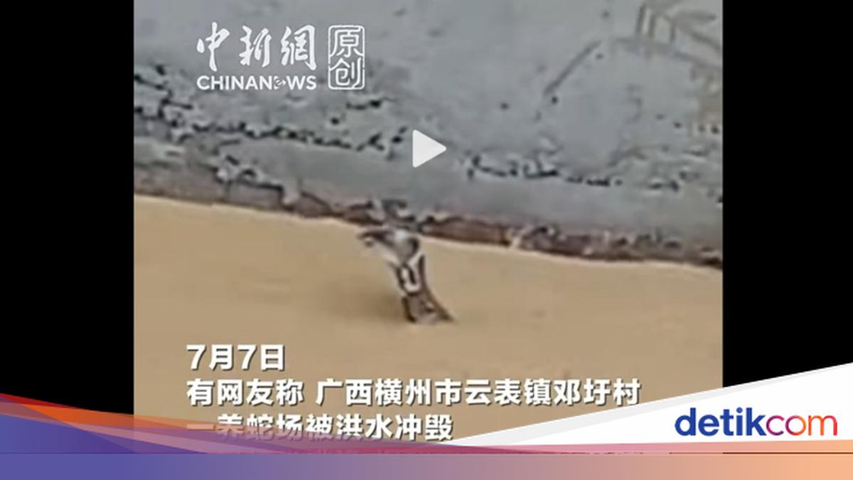 Banjir China Lepaskan 900 Ular Termasuk Kobra Berbisa, Warga Terancam
