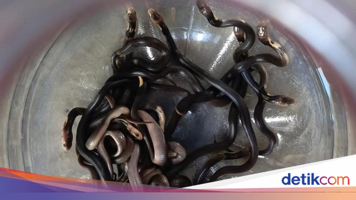 Ngeri! 18 Anak Kobra Ditemukan Bersarang di Kolong Rumah Warga Demak