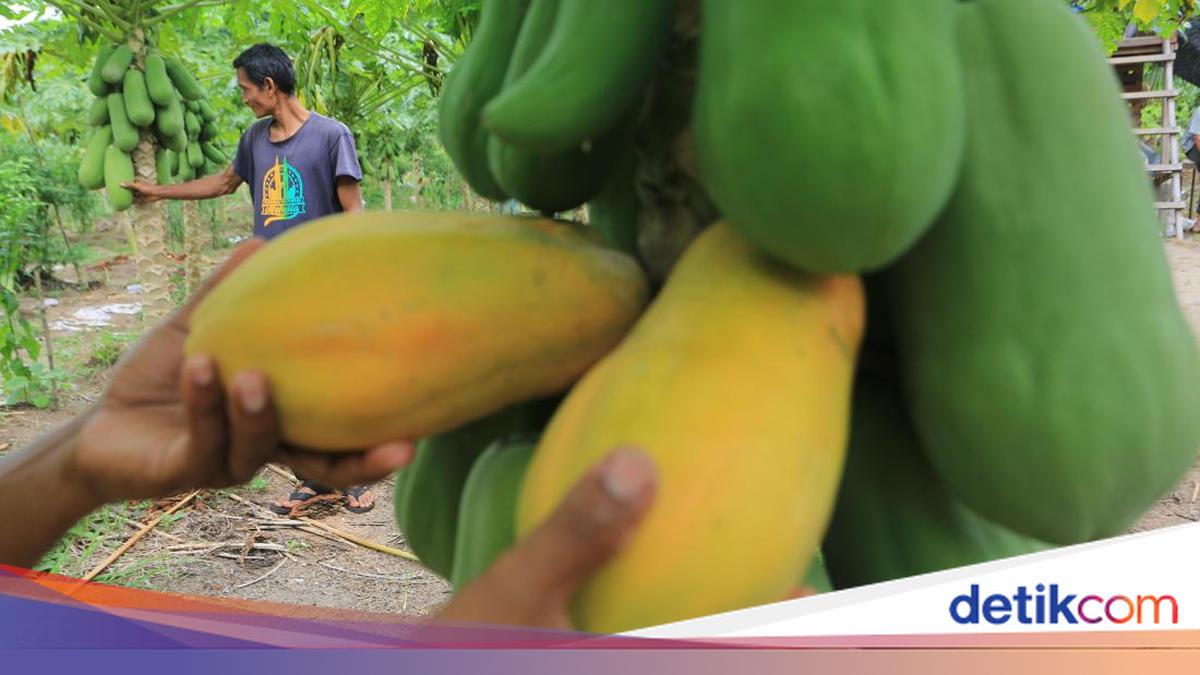 Petani Aceh Barat Panen Pepaya California