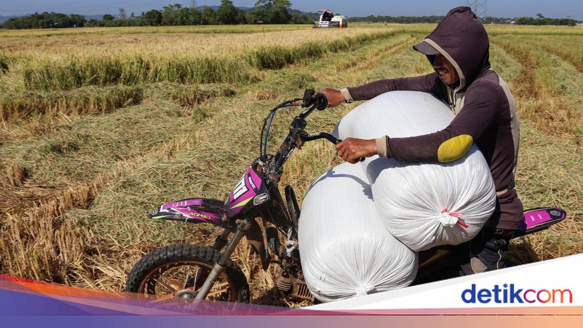 Produksi Beras Diramal Capai 28,71 Juta Ton pada September 2026