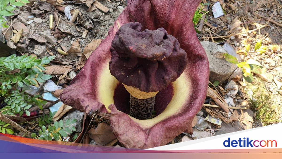 Pesona Tanaman Mirip Bunga Bangkai di Bekasi yang Bikin Penasaran Warga