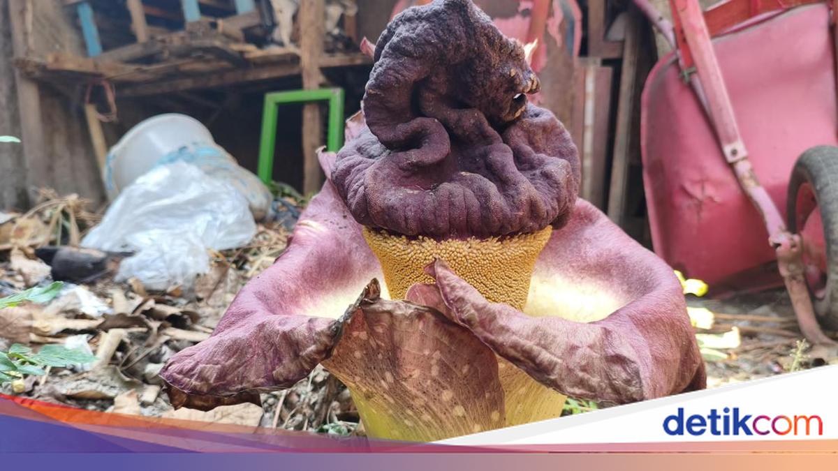 Bikin Penasaran! Tanaman Mirip Bunga Bangkai Tumbuh di Kranji Bekasi