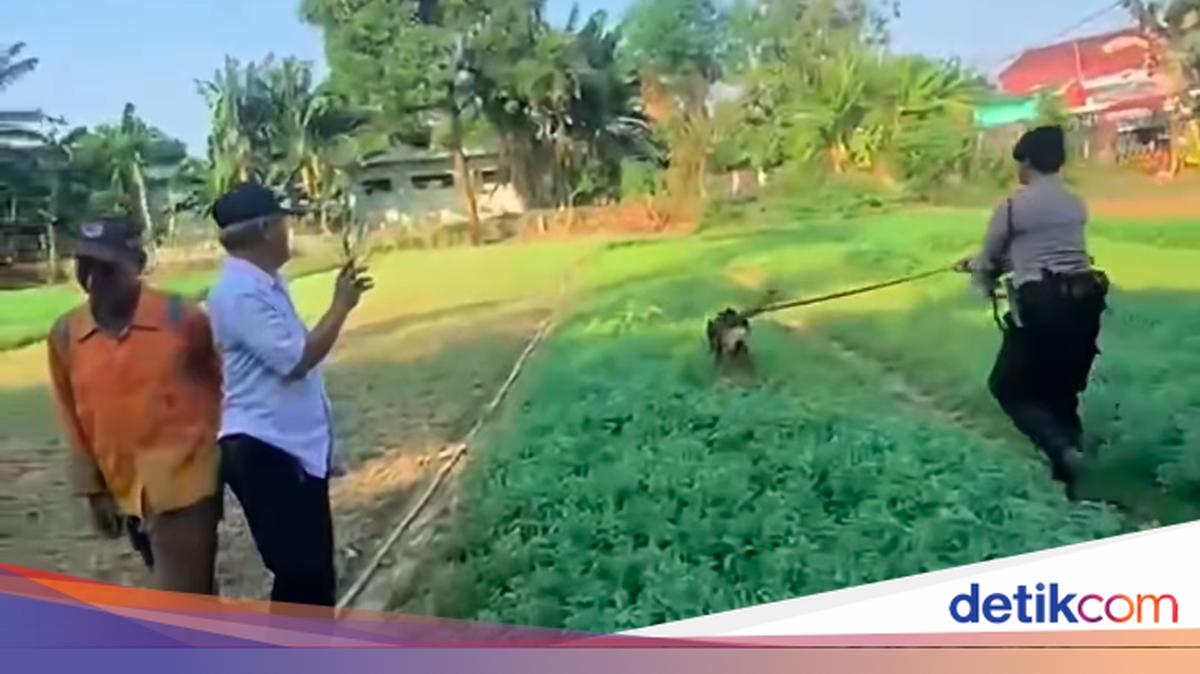 Polisi Cek TKP Kasus Anjing Husky yang Viral Dibacok di Bekasi