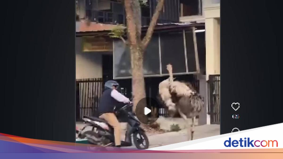 BURUNG UNTA NGAMUK DI BANDUNG, KEJAR PENGENDARA JALANAN!